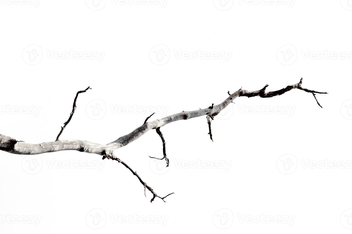 torra grenar, torra grenar, isolerad på vit bakgrund foto