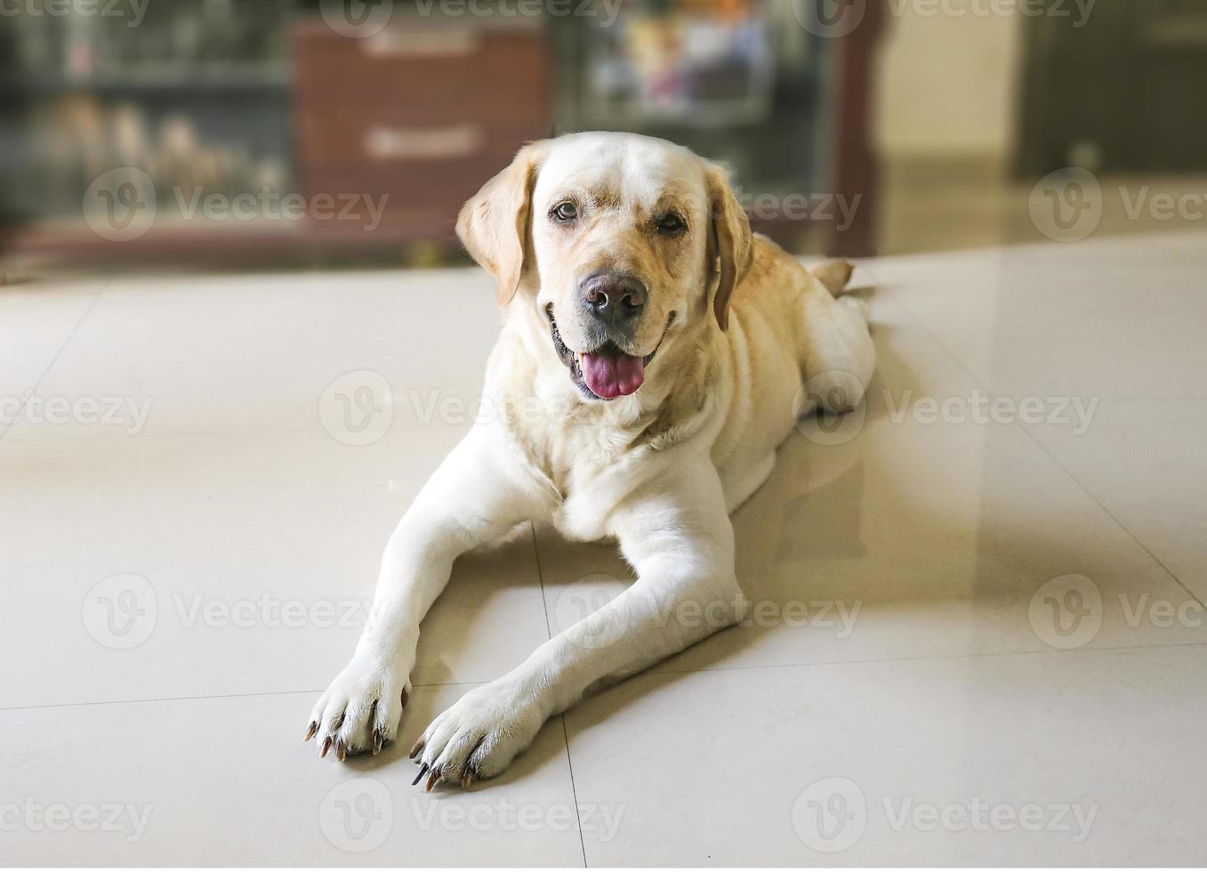 labrador retriever hund som sover på golvet på nära håll foto