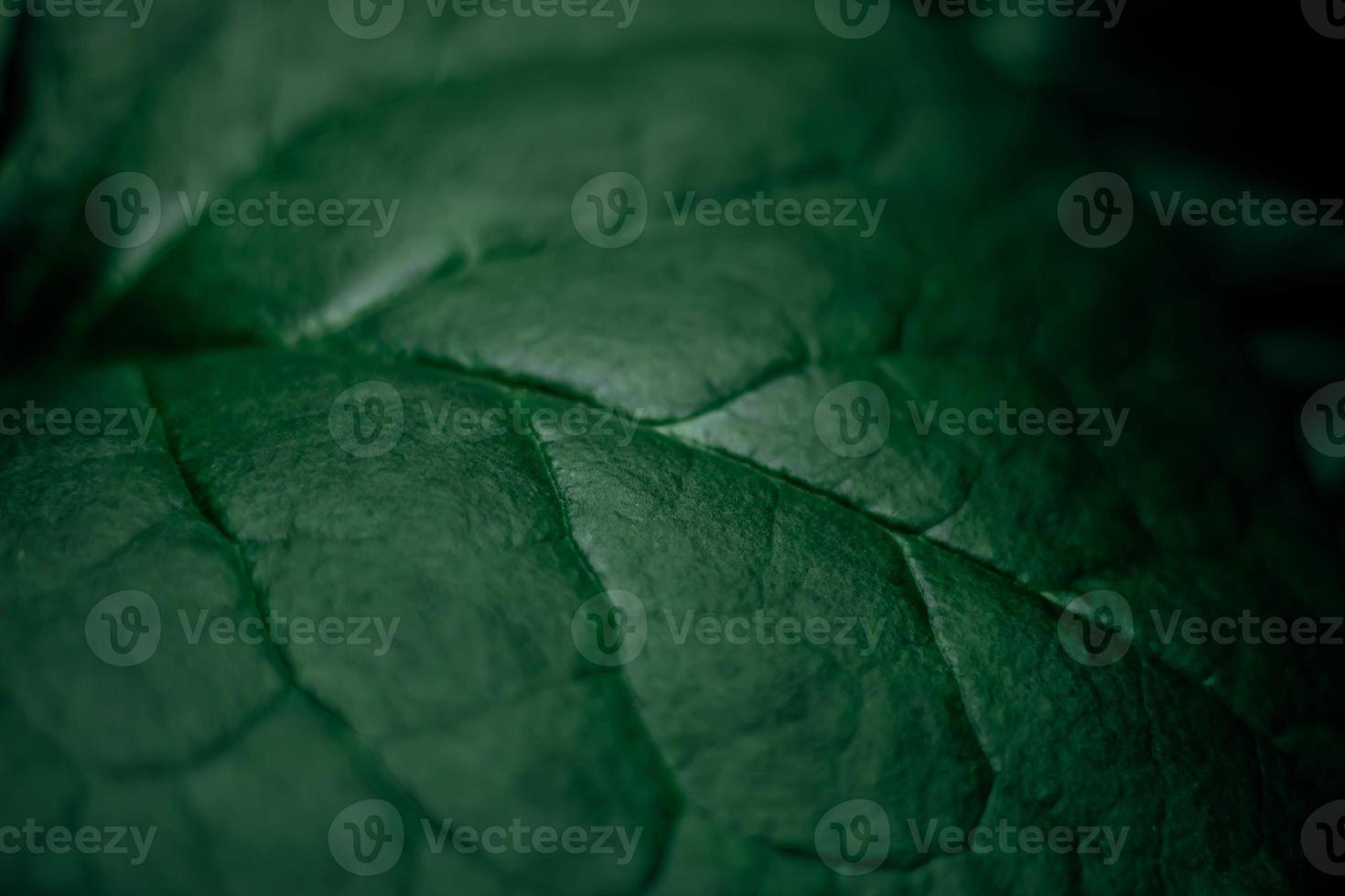 suddiga löv mörkgröna blad abstraktion natur bakgrundsbilder grön natur bakgrund foto