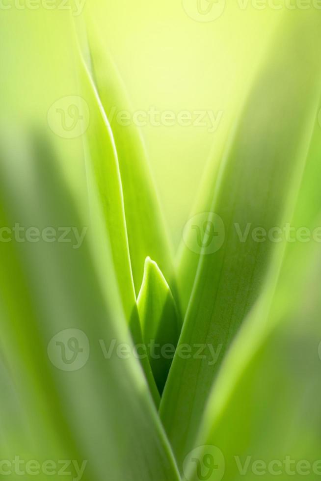 suddiga löv sommarens natur gröna löv naturliga gröna bladväxter som används som bakgrundsbakgrund foto