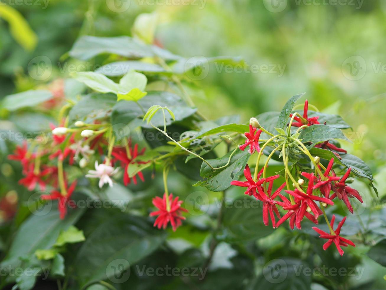 rangoon ranka, kinesisk honungsdi, drunen sjöman, combretum indicum defilipps namn röd rosa och vit blomma som blommar i trädgården på suddig naturbakgrund foto