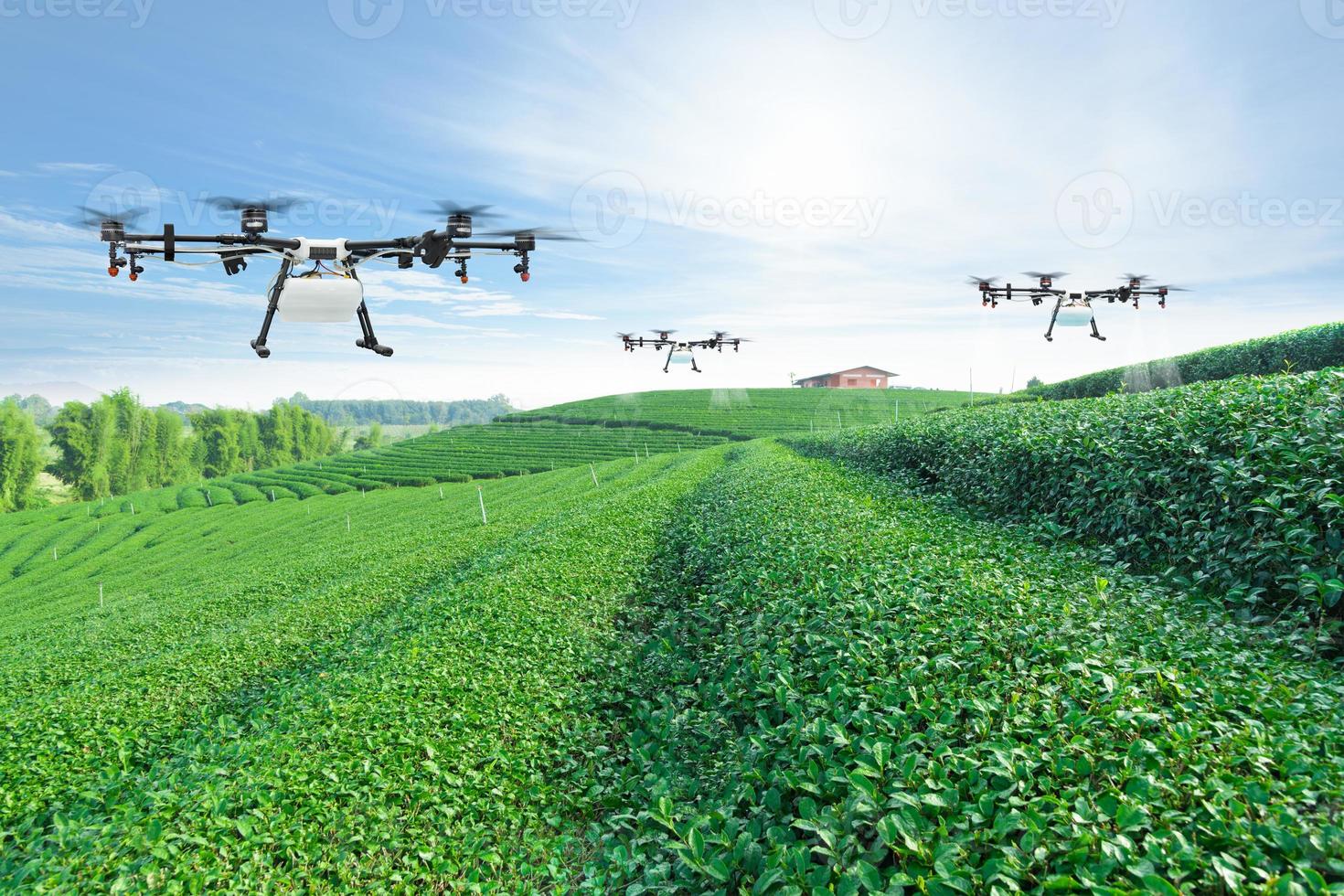 jordbruksdrönare flyger till sprutat gödselmedel på grönt tefält, smart farm 4.0 koncept foto