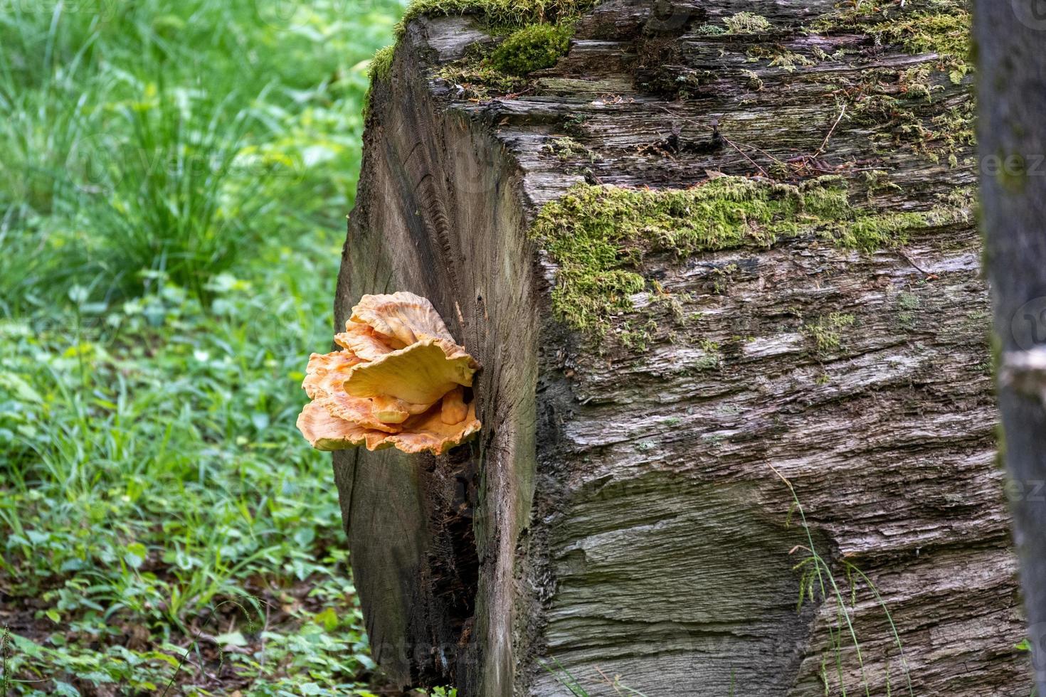 svamp i skogen foto