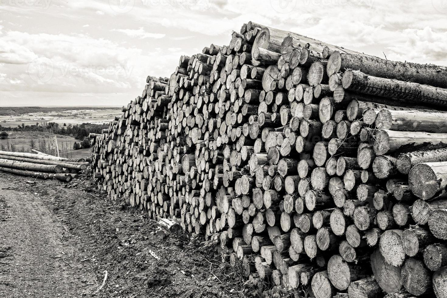 gråskala skott av en vacker utsikt över stack av sågade gran foto