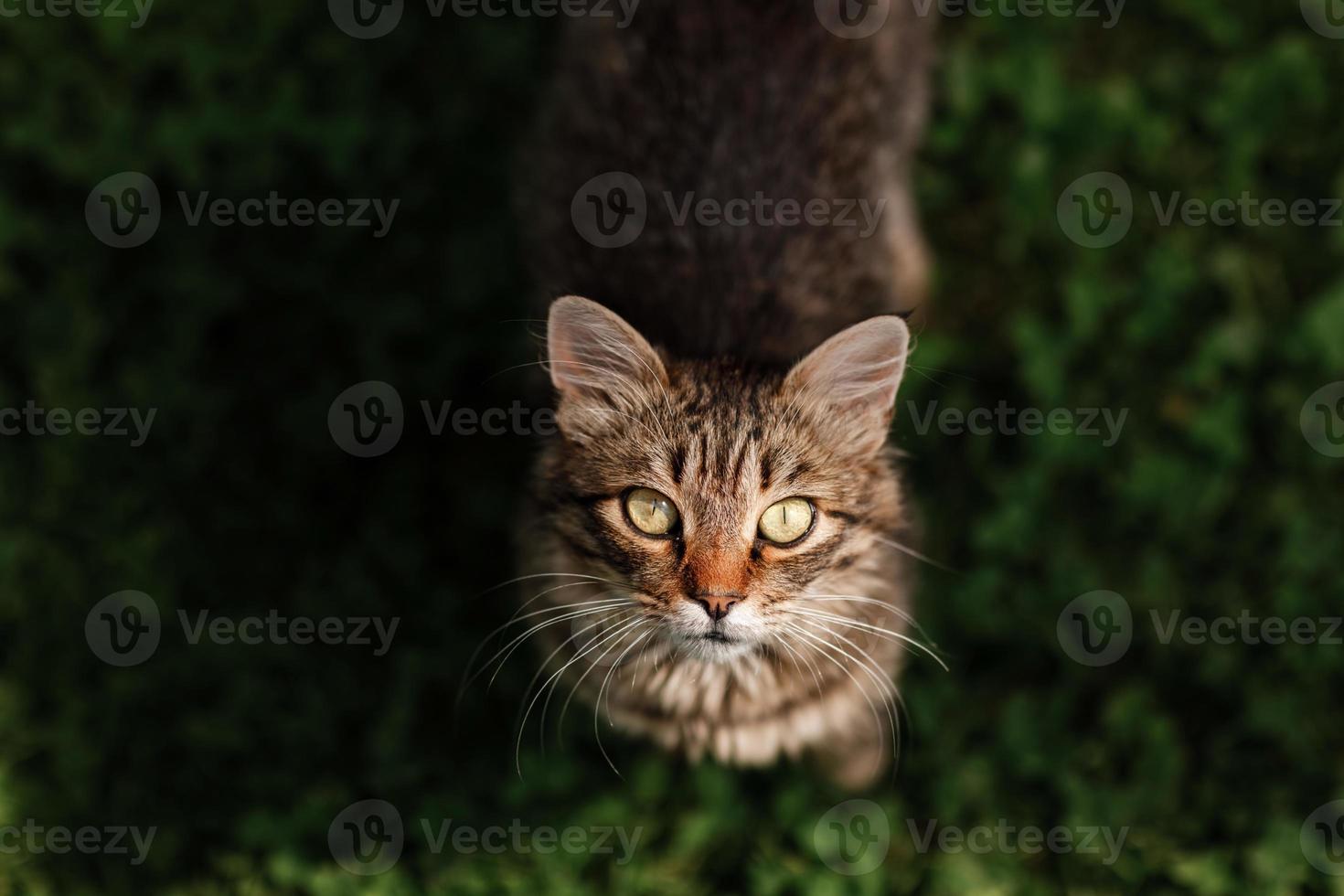 tabby katt i rörelse går på grönt gräs utomhus tittar på kameran nyfiket. härlig och söt randig liten katt i trädgården. älskvärda och charmiga husdjur. vacker nyfiken katt. foto