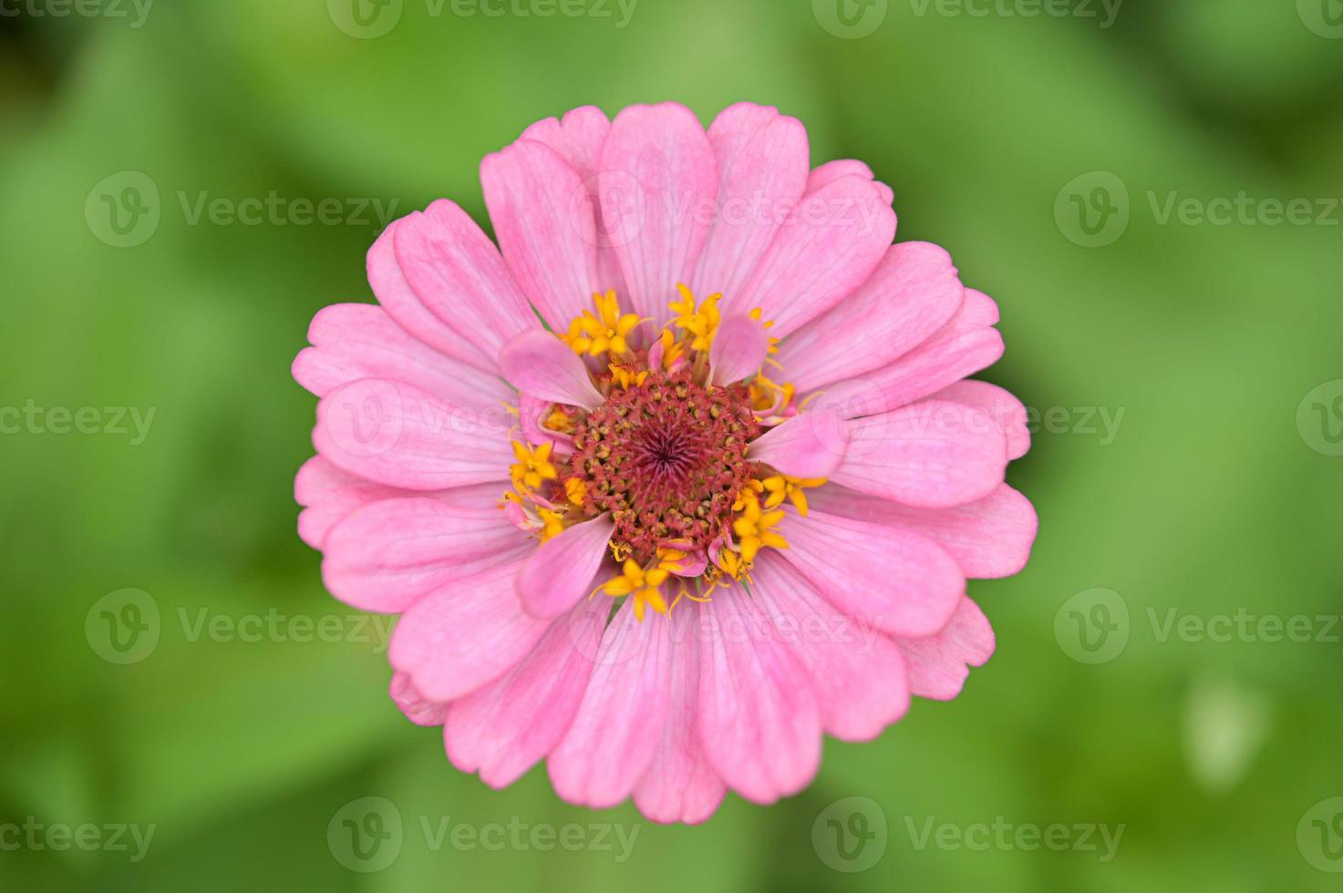 zinnia blommor, tropiska blommor, färgglada blommor, närbild blommor. foto