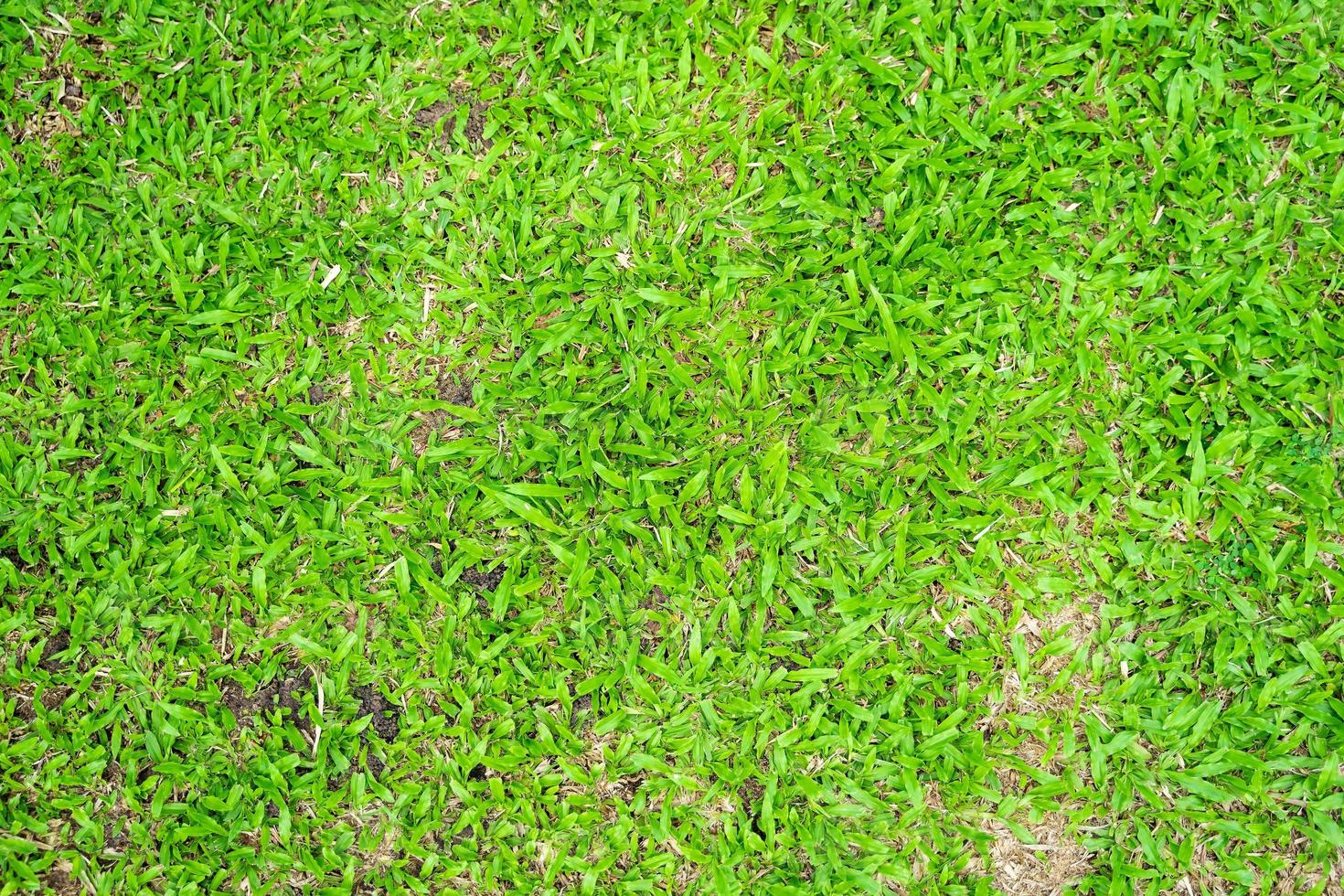 grönt gräs konsistens för bakgrund. grön gräsmatta och textur bakgrund. foto