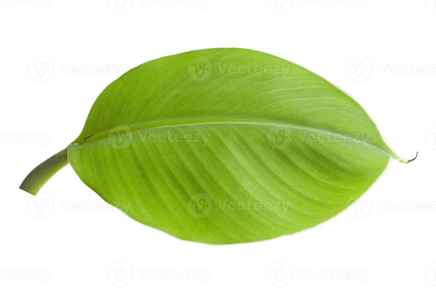 bananblad isolerad på en vit bakgrund foto