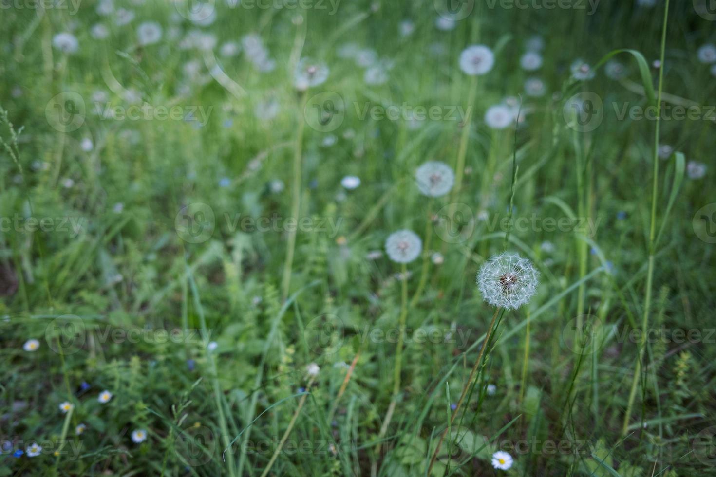 grönt blomfält med maskrosor. foto