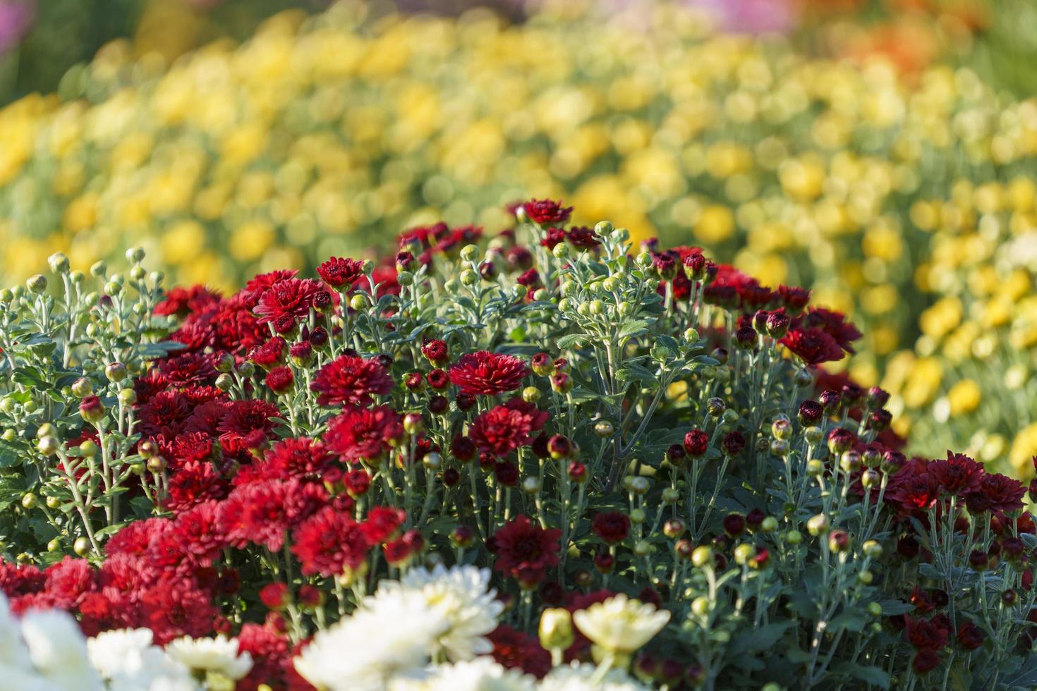 söta krysantemum som blommar i trädgården foto