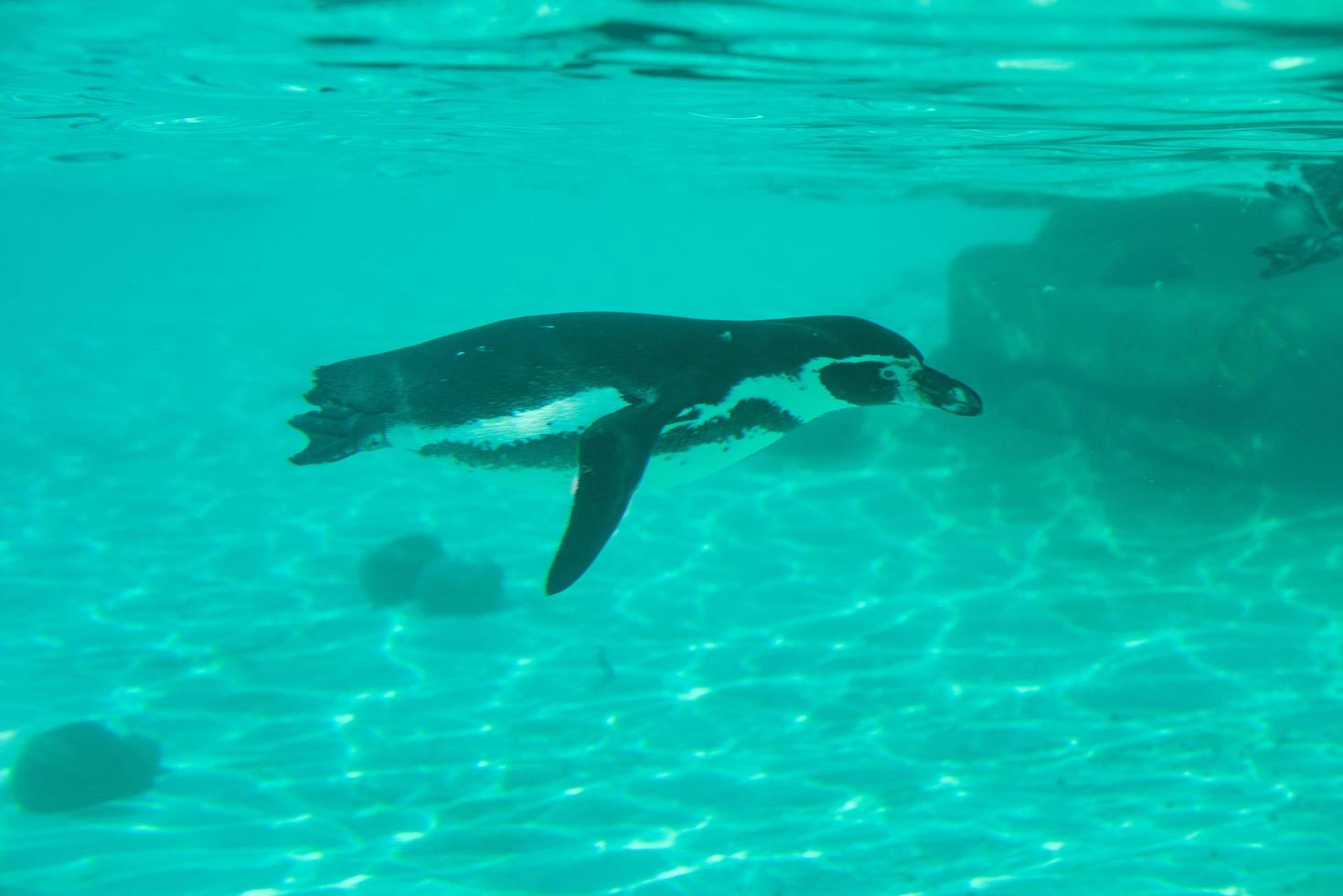 humboldtpingvin simmar under vattnet foto