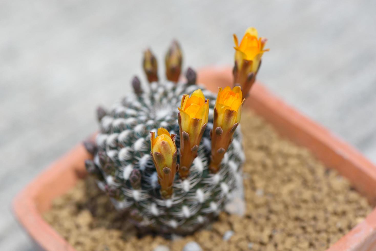 närbild vacker gymnocalycium kaktus blomma foto