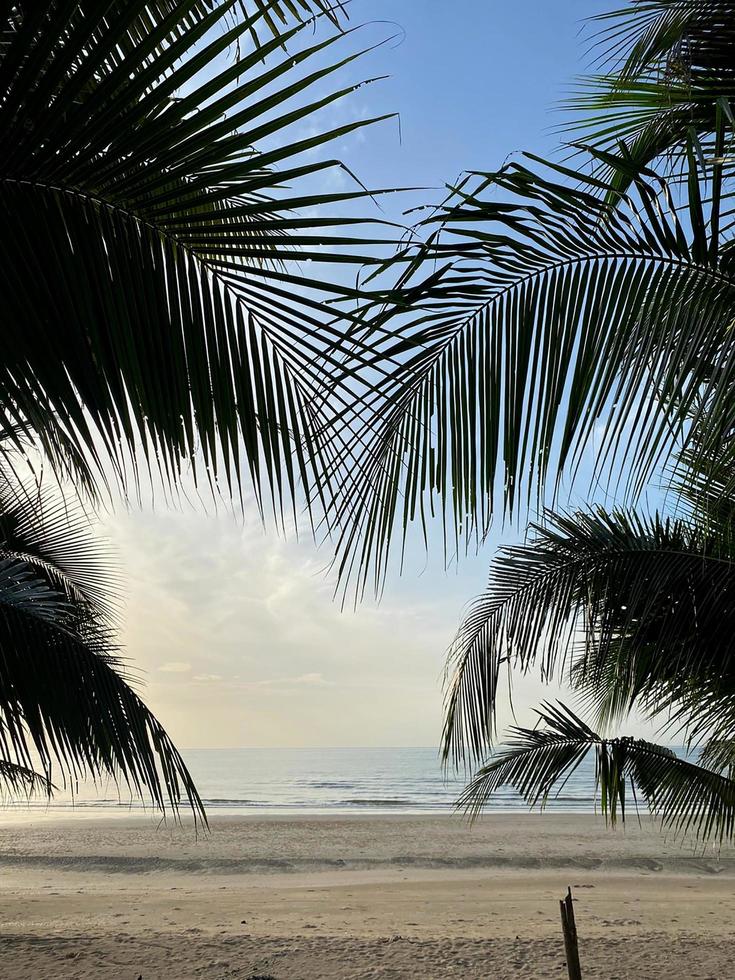 vackra kokospalmblad på stranden visa bakgrund foto