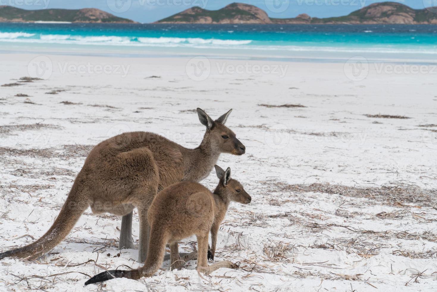 västra grå känguru, cape le grand nationalpark, västra Australien foto