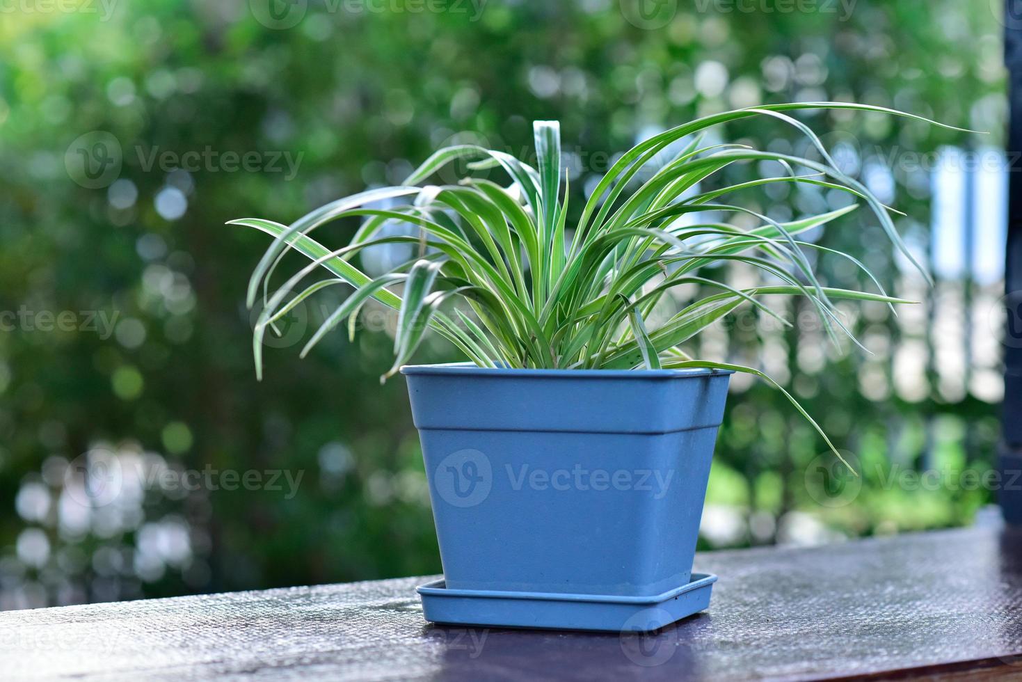 gröna växter i blå plastkrukor foto