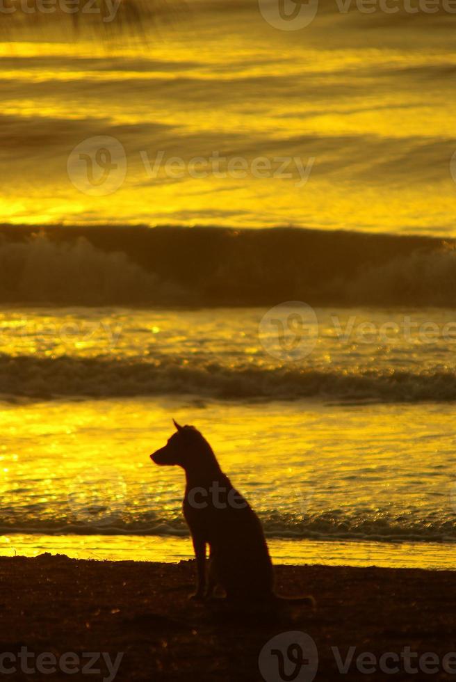 siluett av en hund som ligger på stranden och guldljuset från solnedgångsreflexen på havsytan foto