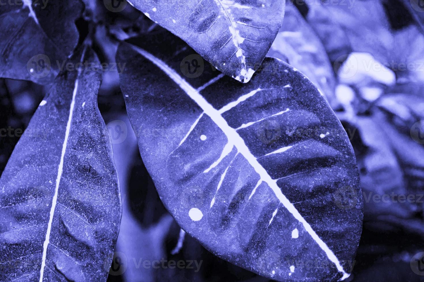 rödgröna blad av ficusgummi. ficus är elastisk. selektiv fokusering. tonad lila bild i väldigt trendig färg. bakgrund. foto