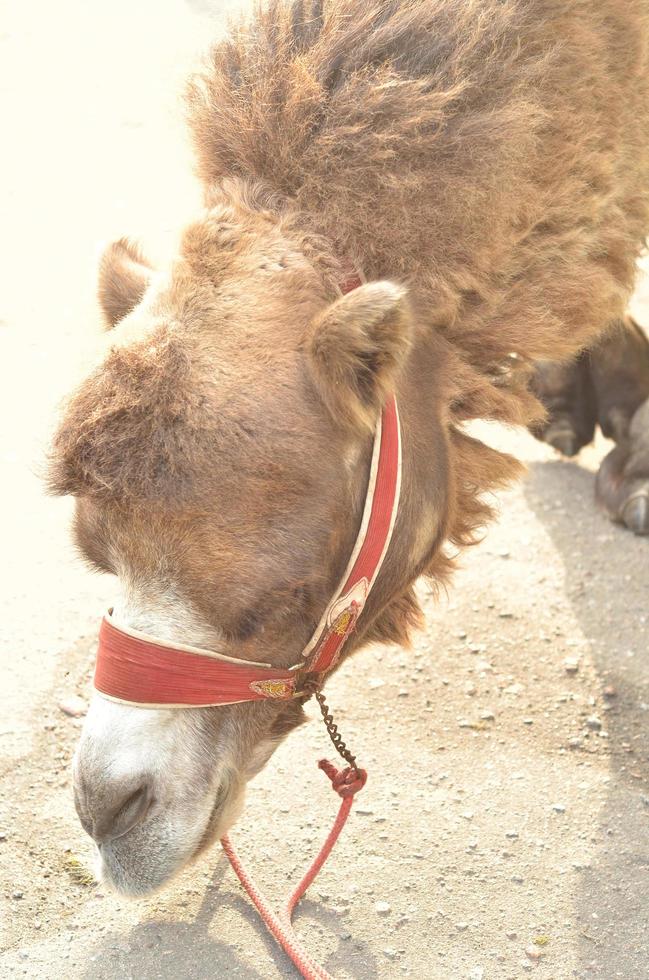 porträtt av camel.the camel letar efter något i sanden foto