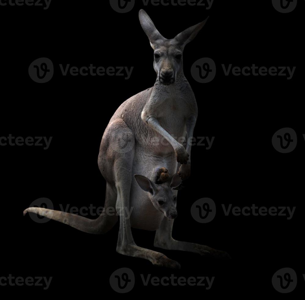 känguru i mörkret foto