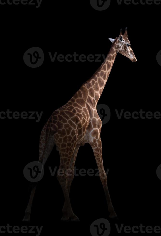 giraff gömmer sig i mörkret foto