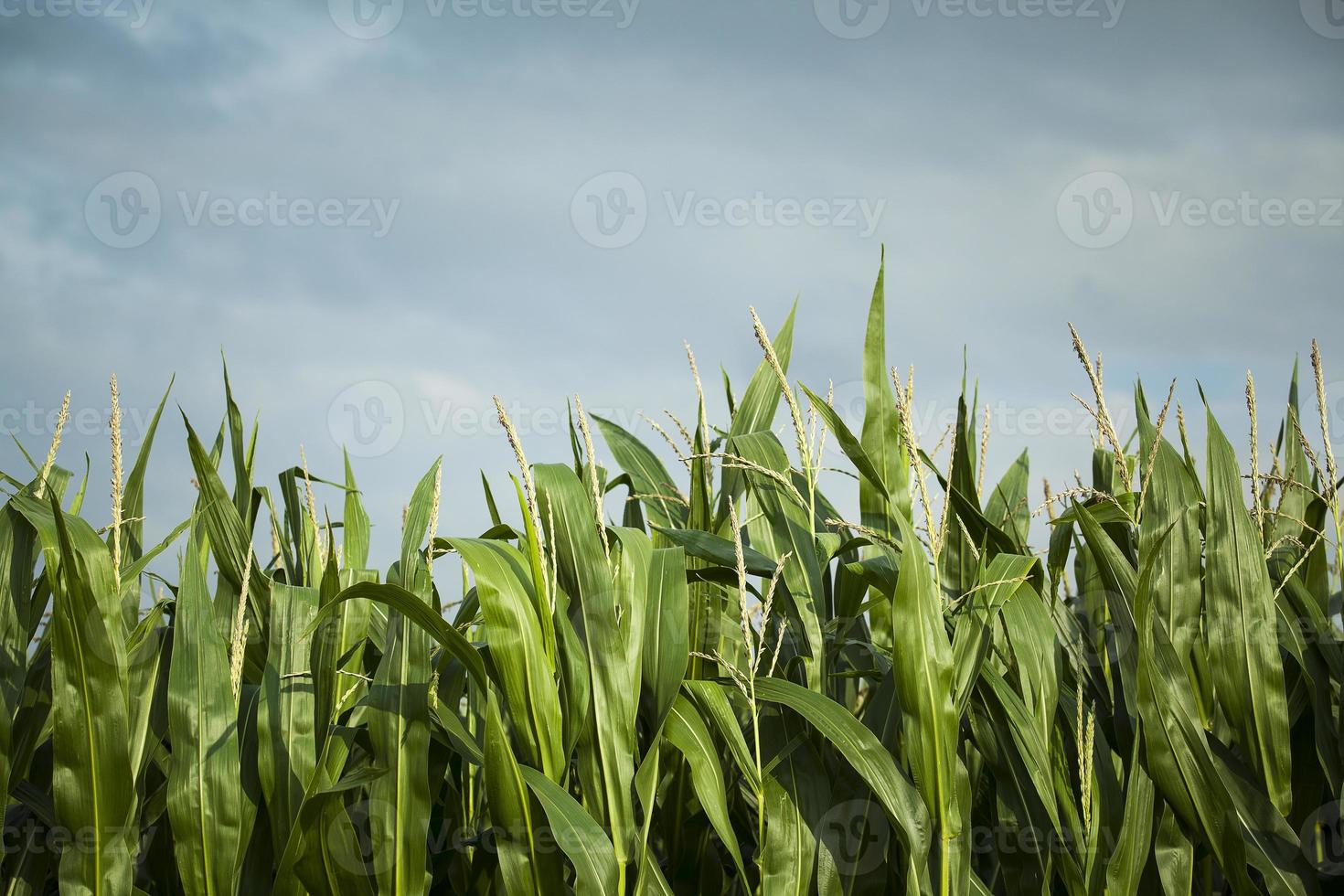 majsfält, redo för skörd foto