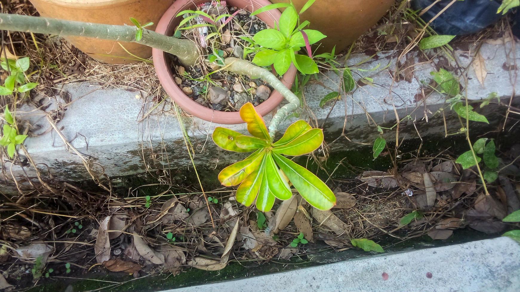 gulgröna blad är också blad som innehåller fotosyntetiska pigment foto