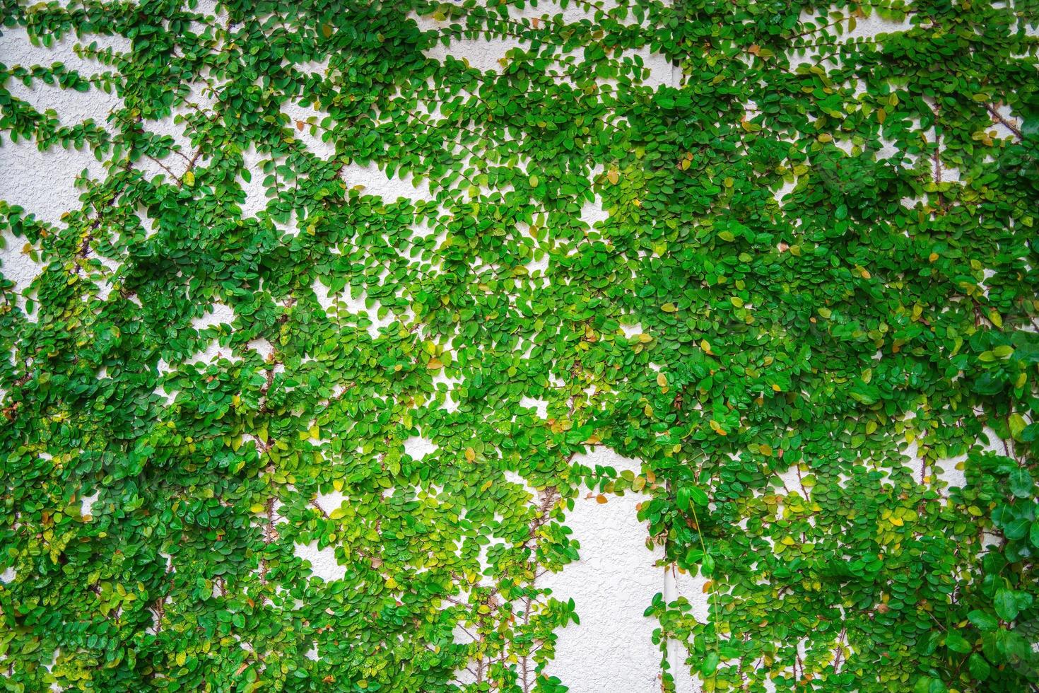 tom grönt gräs väggram som bakgrund. trädgren med gröna löv och gräs på vit tegelvägg bakgrund. foto