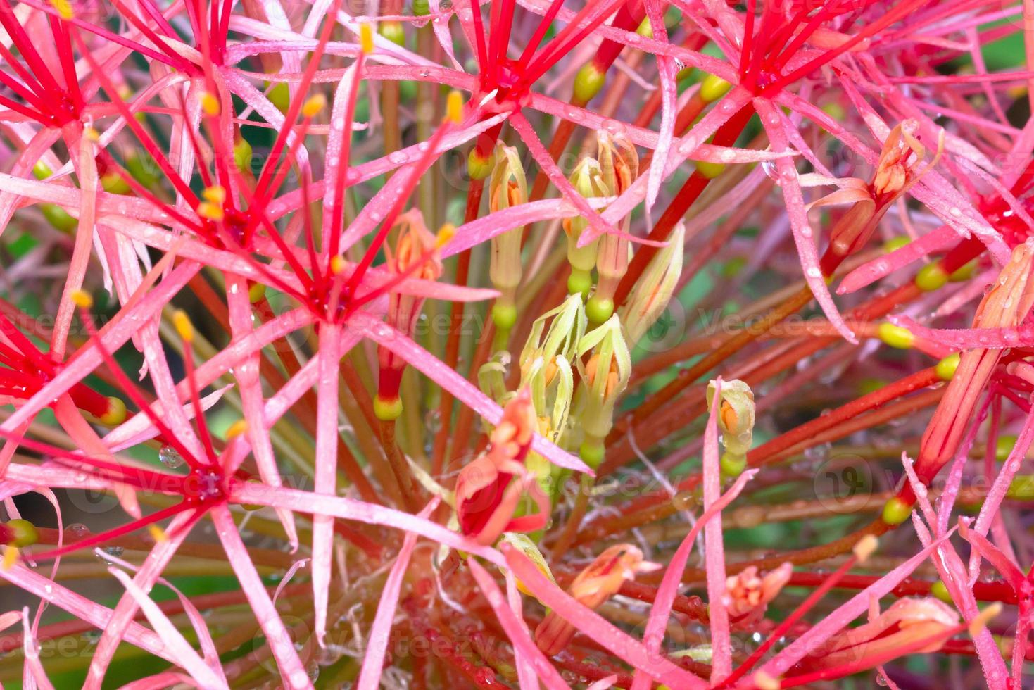 abstrakt bakgrund och textur av röd scadoxus multiflorus foto