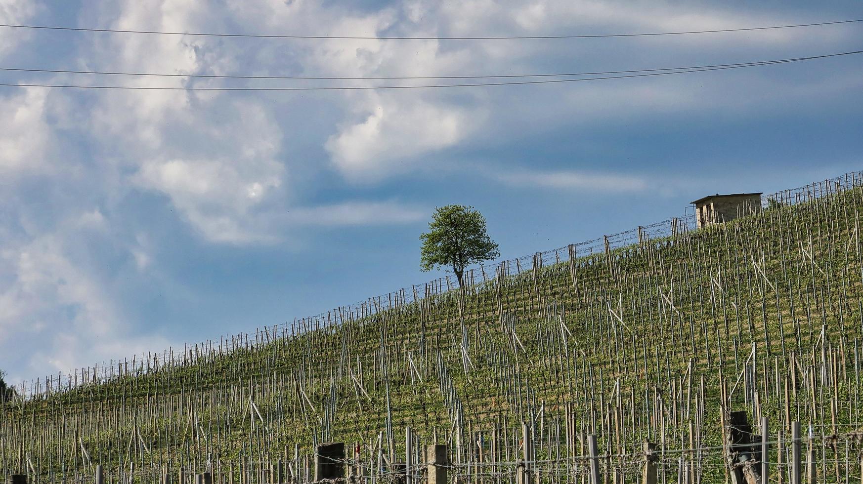 landskap av den piemontesiska langhe of barolo och monforte d'alba, under våren 2022 foto