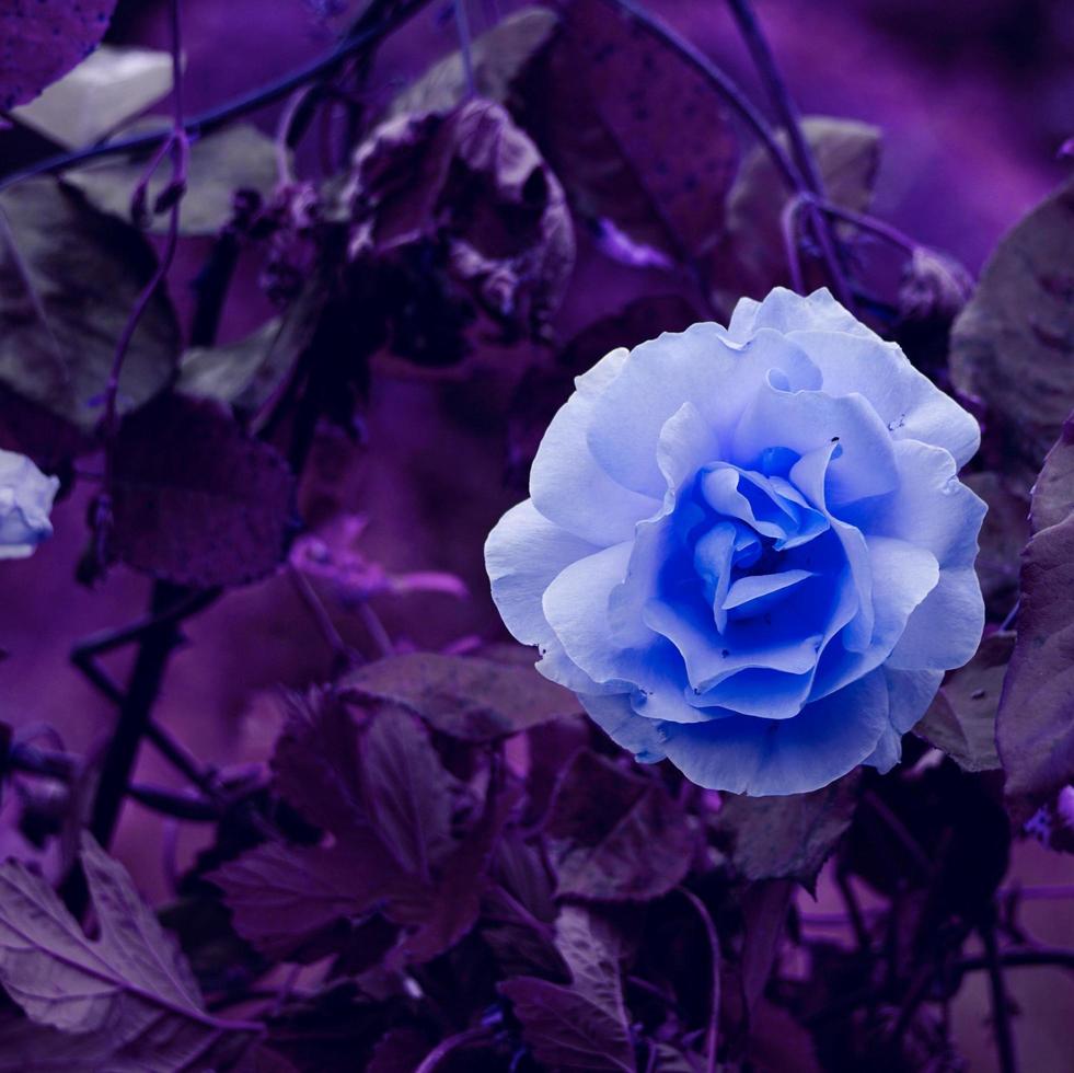 romantisk blå ros blomma för alla hjärtans dag foto