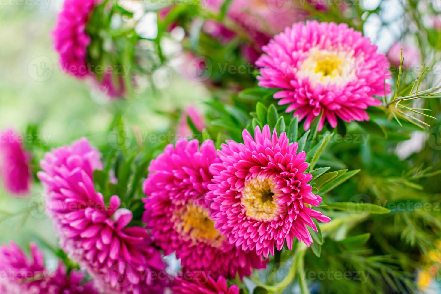 stor bukett trädgårdsaster med vårgrönska i en blomsteraffär foto