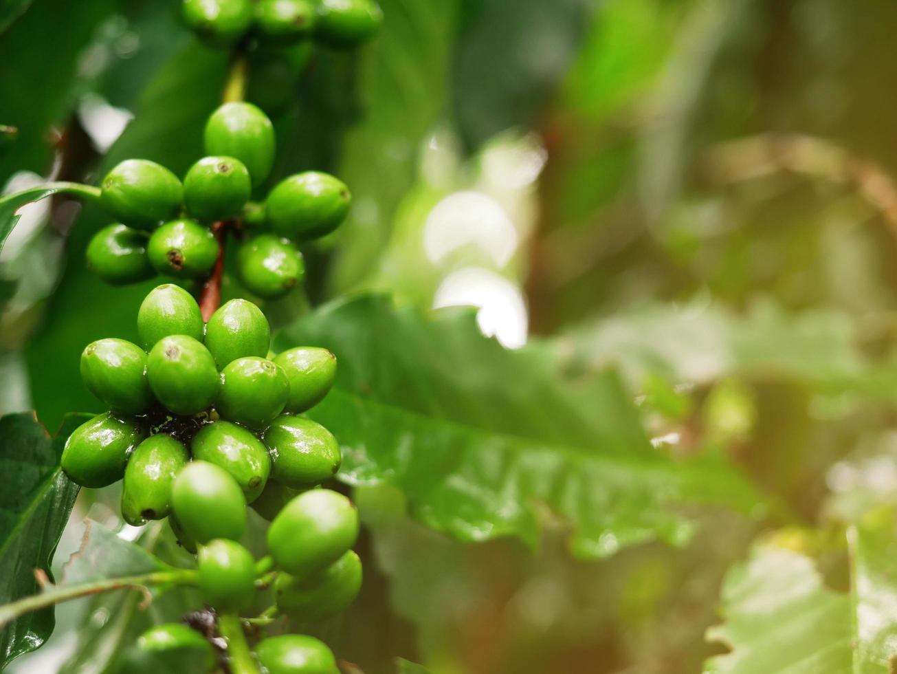 kaffeplantor och färskt grönt i en välskött gård. foto