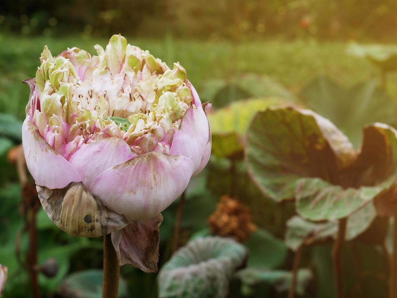 den rosa lotusblomman blommade med en hel del solljus. foto