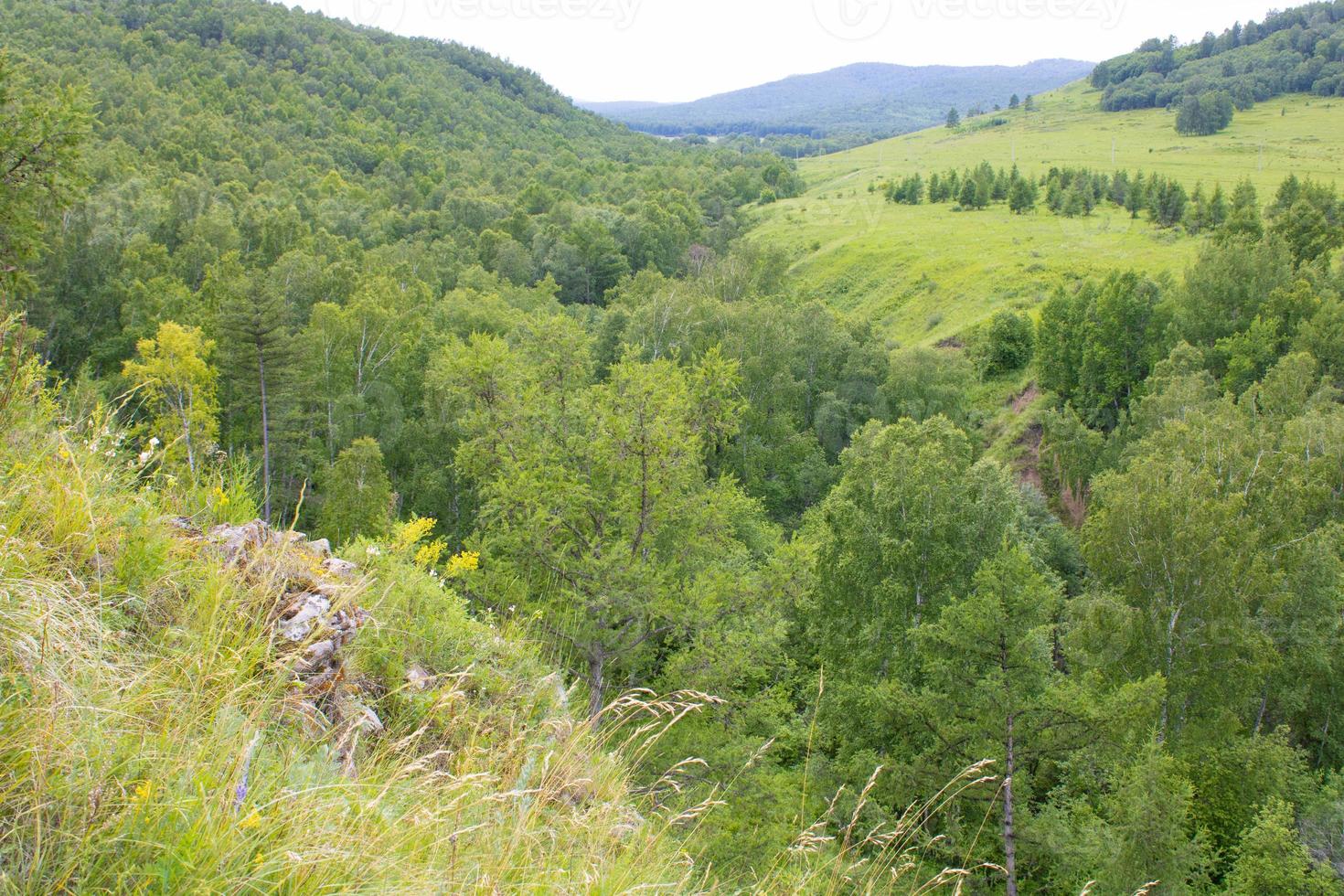 grön skog i bergen på sommaren. många träd. foto