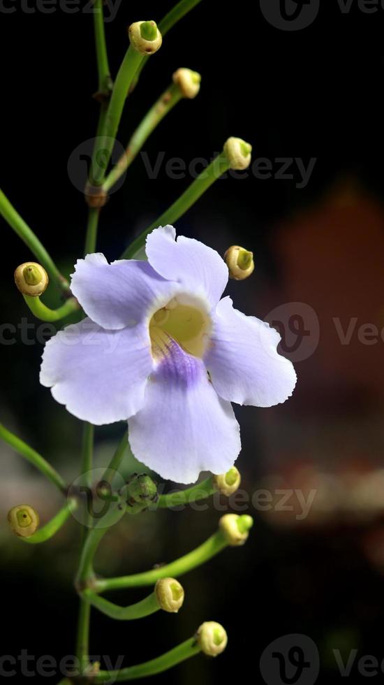 thunbergia grandiflora är en perenn vintergrön vinstock. känd som bengal clockvine, bengal trumpet, blue skyflower, blue thunbergia, blue trumpetvine, clockvine, skyflower och skyvine. blå lila blomma foto