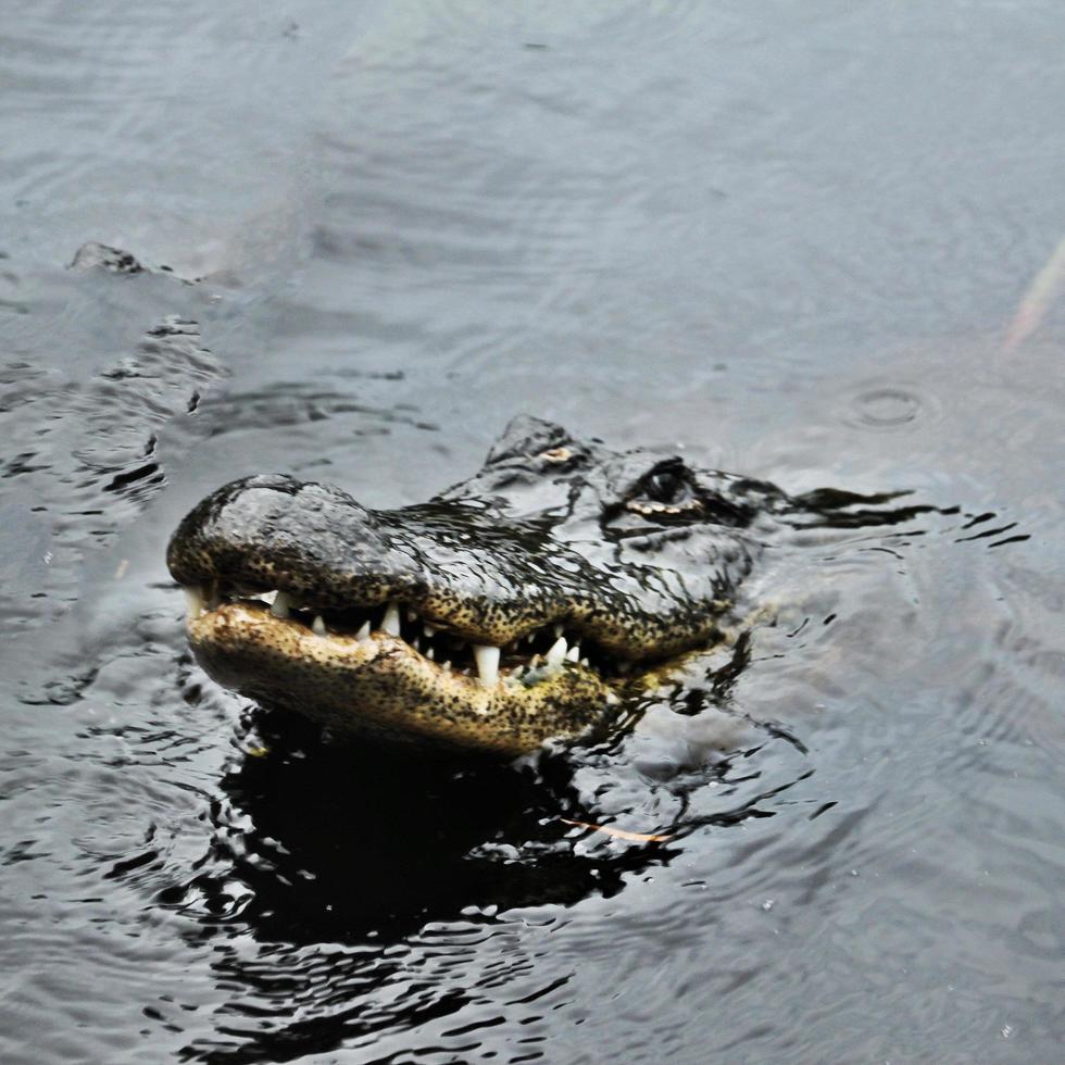 en vy av en aligator i florida foto