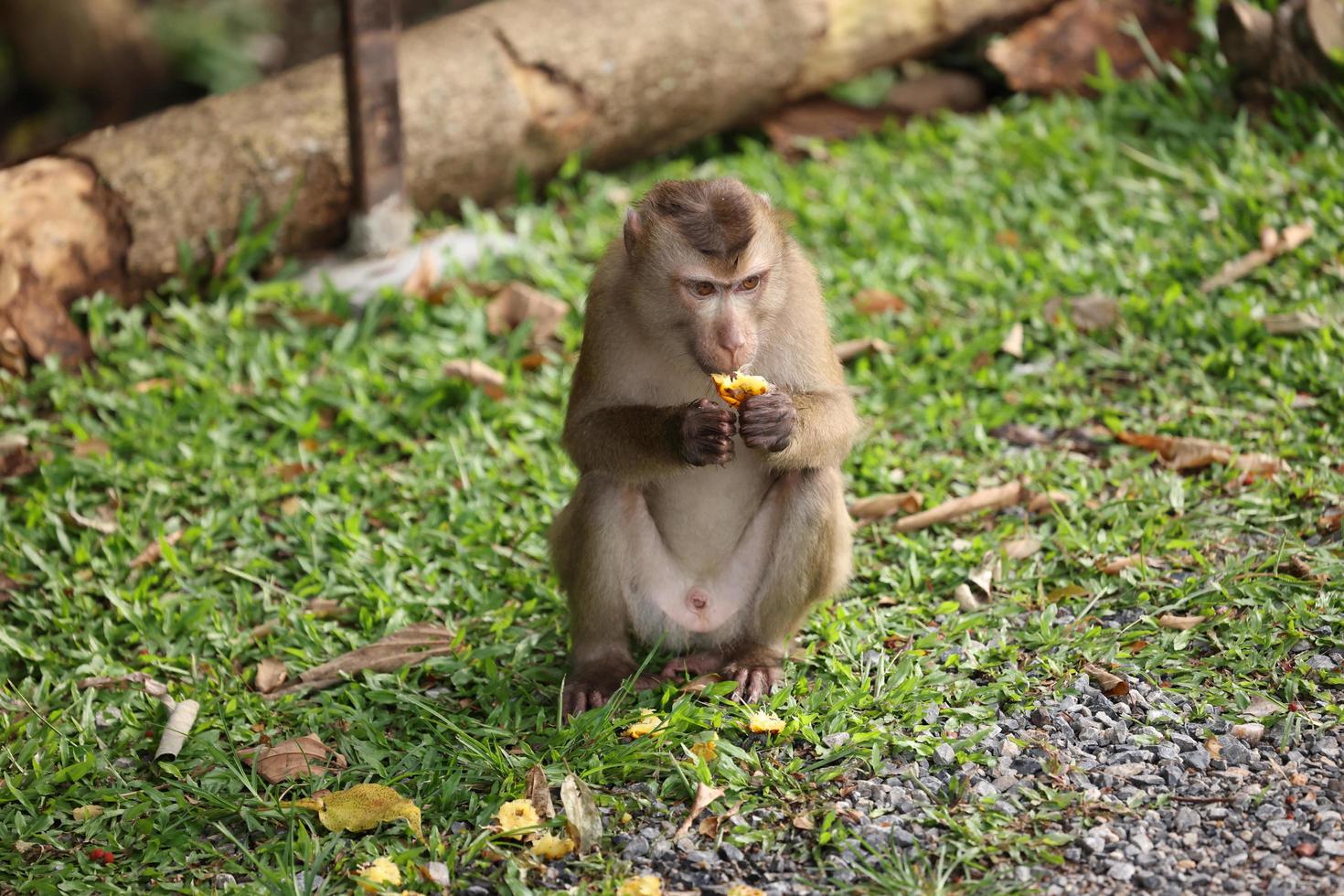 vilda apor slappar och äter på marken. i khao yai nationalpark, thailand foto