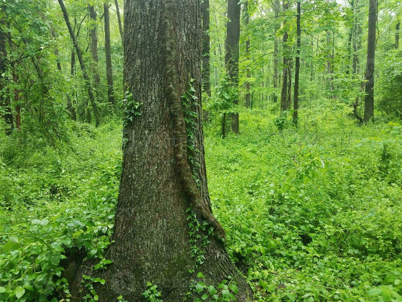 stora giftiga murgröna vinstockar på ett träd i skogen foto