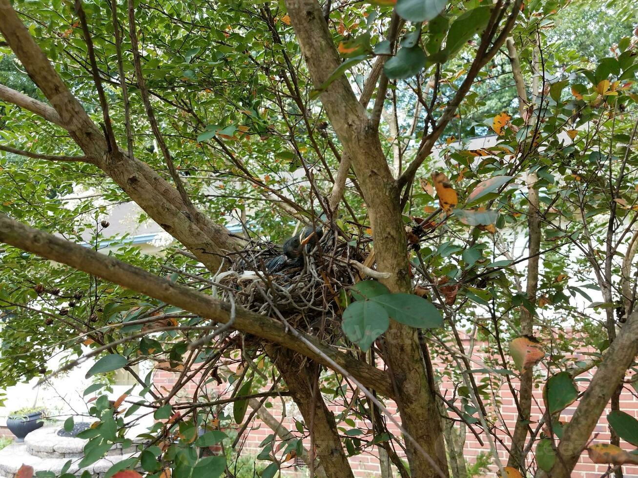 fågelungar i boet i myrtenträd foto