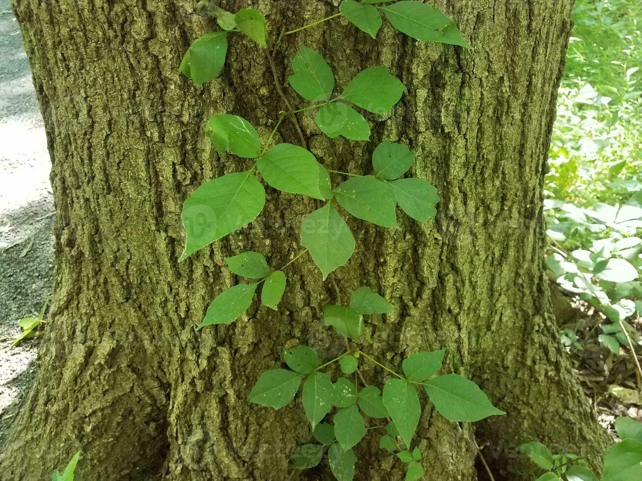 murgröna vinstockar växer på stammen av trädet foto