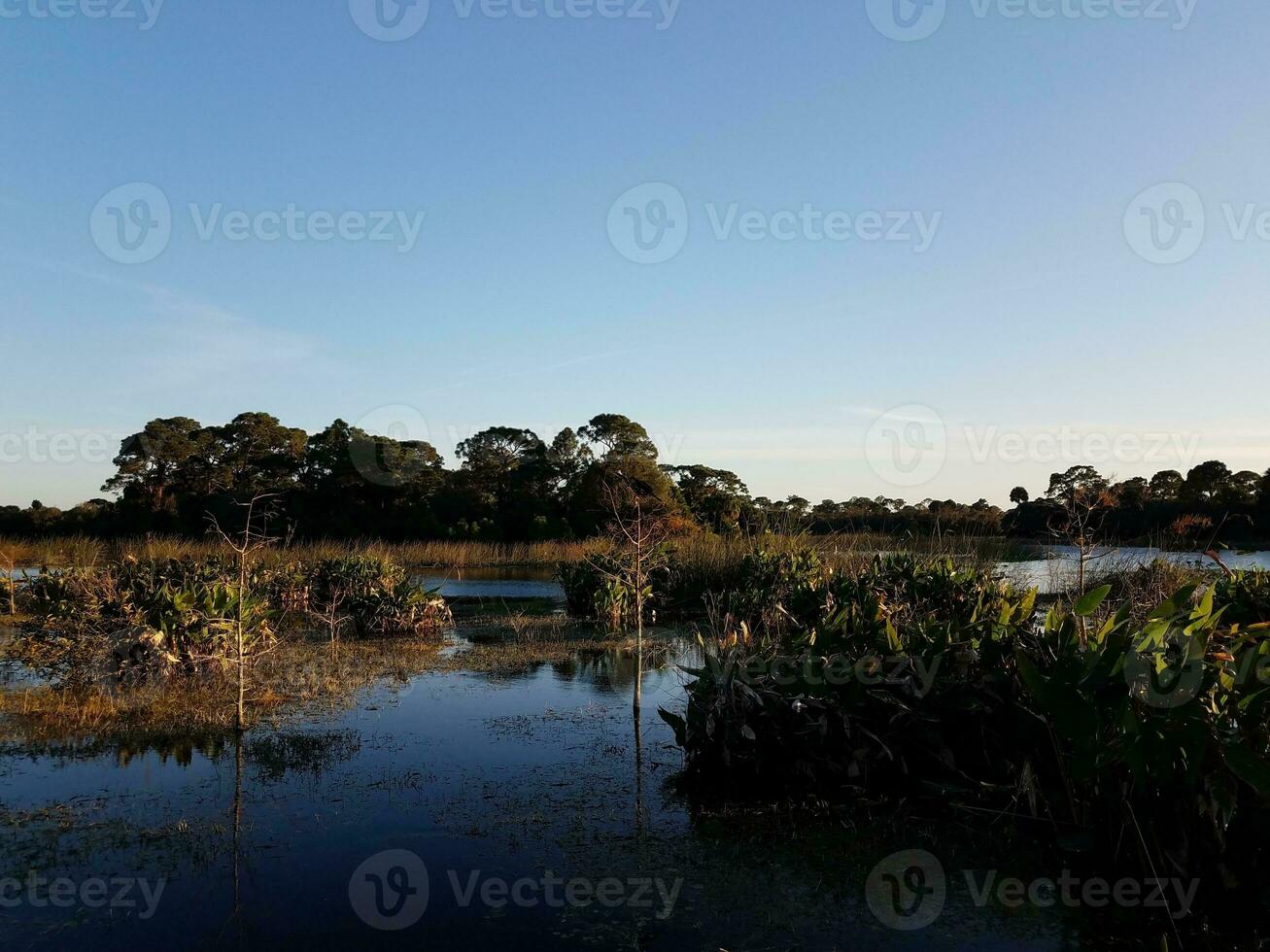 fågel i träd i sjön med gräs i florida foto