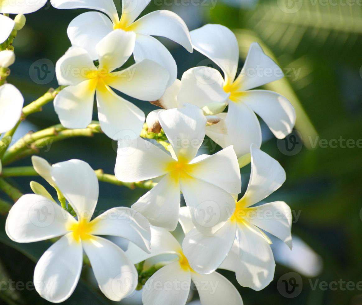 närbild av vit frangipani-grupp på mjuk bakgrund foto