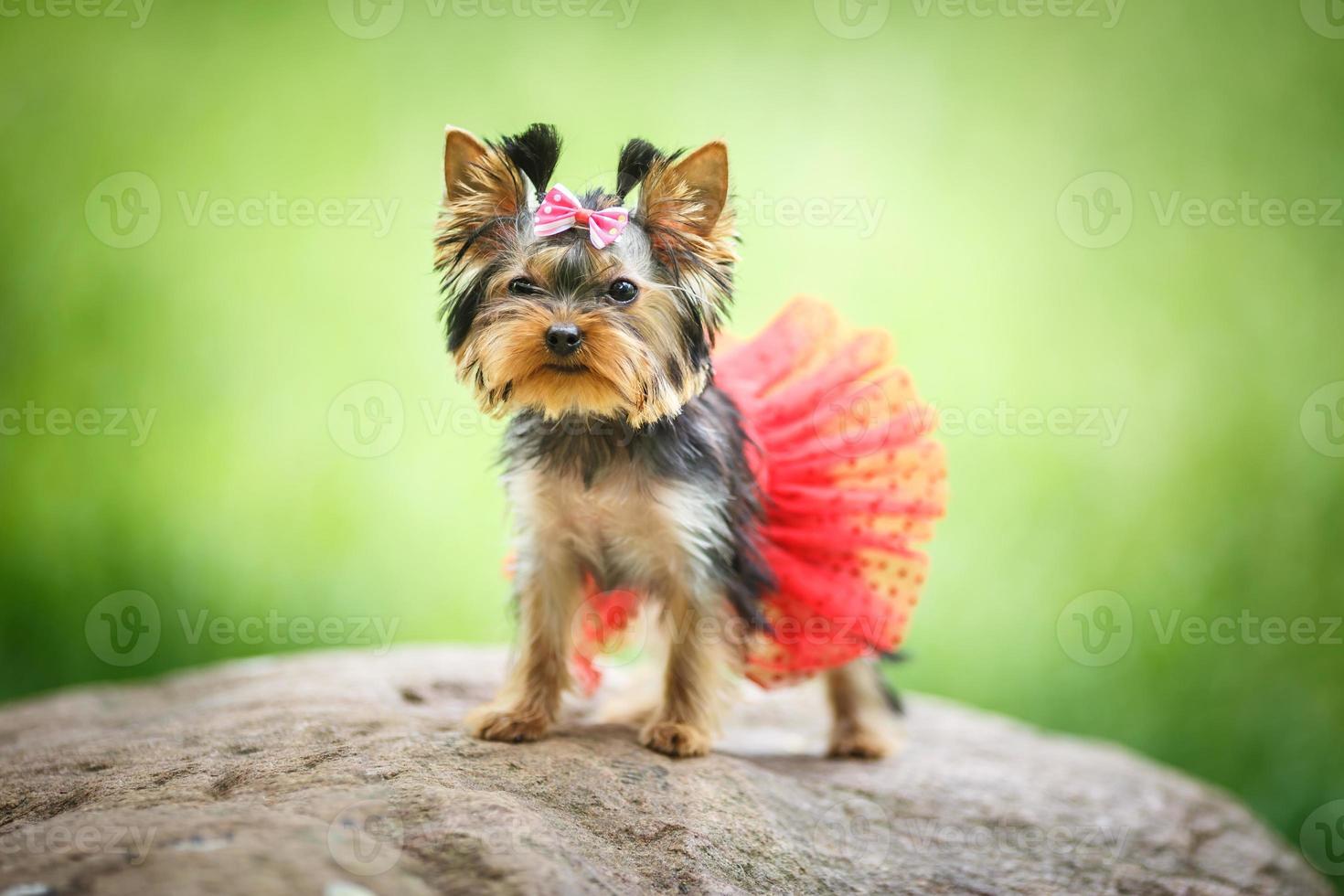 härlig valp av kvinnlig yorkshire terrier liten hund med röd kjol på grön suddig bakgrund foto