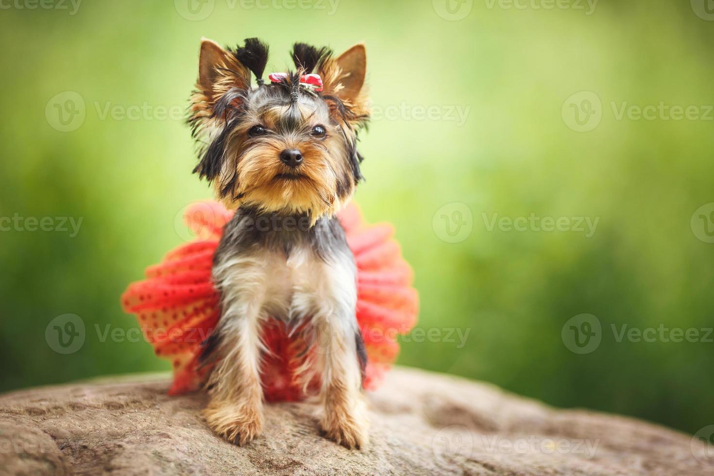 härlig valp av kvinnlig yorkshire terrier liten hund med röd kjol på grön suddig bakgrund foto