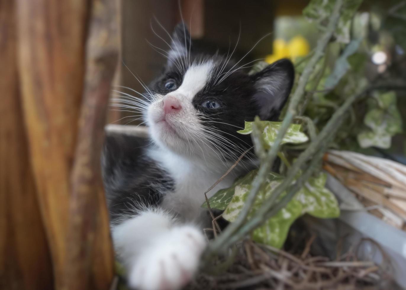 belleville, il 2022 - svart och vit kattunge som slappar i blomkruka foto
