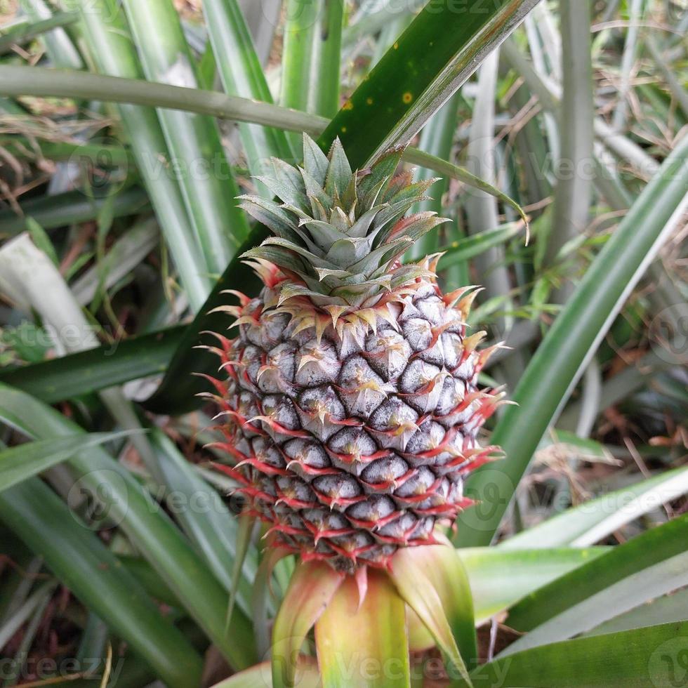 ananas tropisk frukt växer i trädgården. utrymme för textur foto