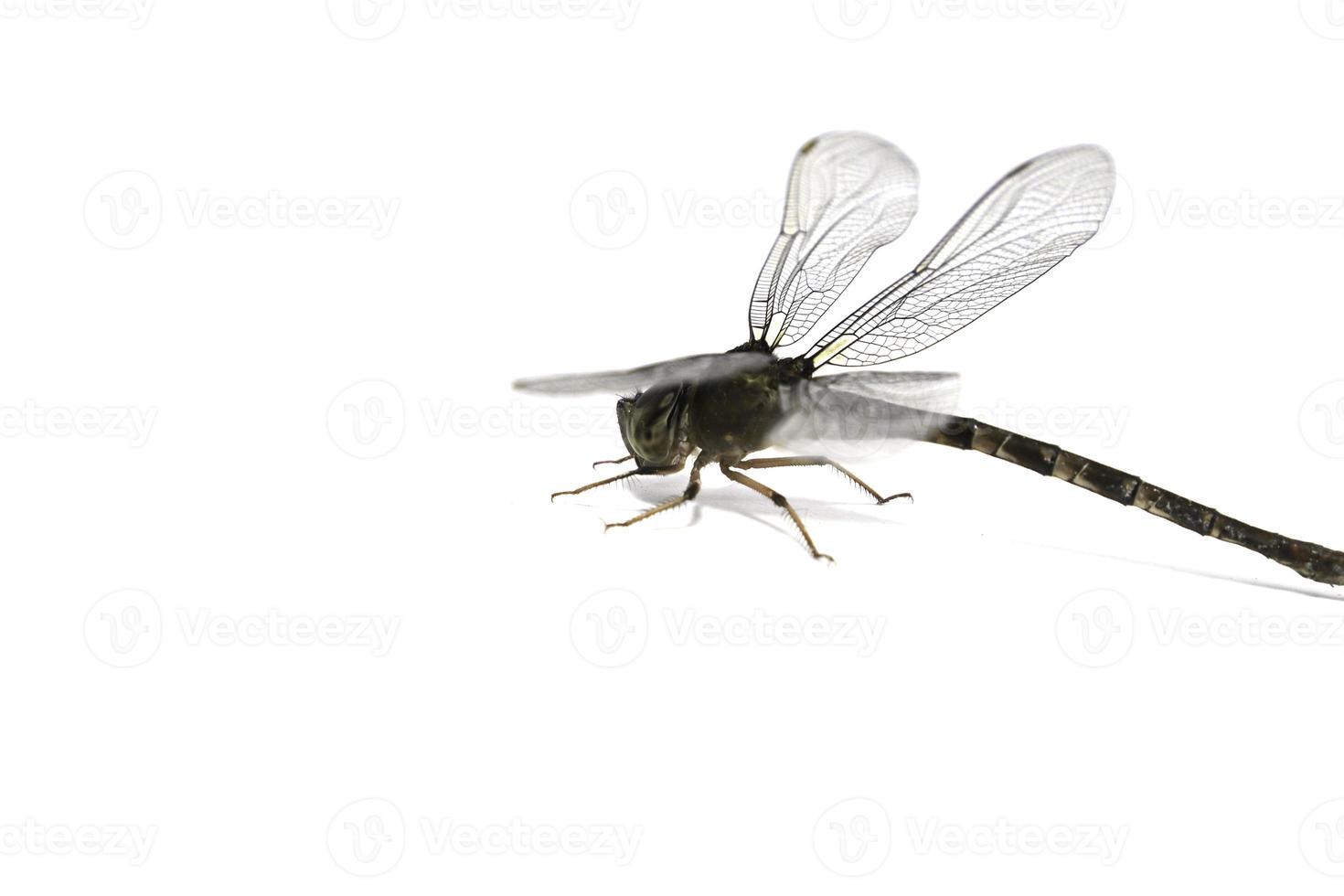 trollslända- är bevingade insekter som flyger och hittar mat. det är en liten insekt av olika färger och arter på en vit bakgrund. foto
