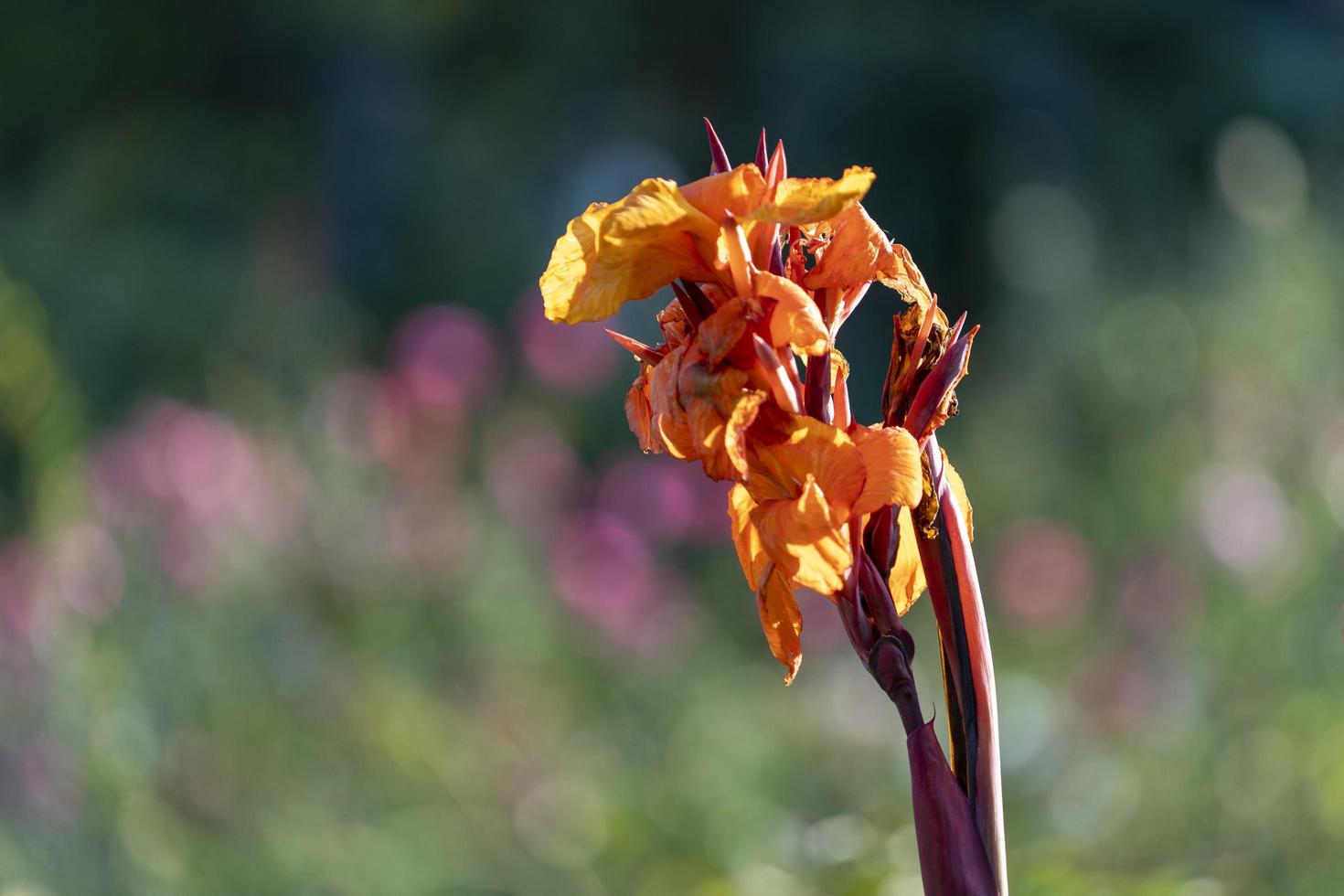 blommig bakgrund med röda cannes blommor. naturens skönhet foto