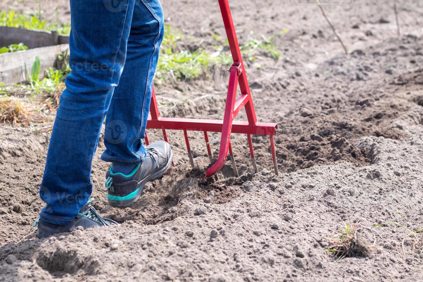 en bonde i jeans gräver marken med en röd gaffelformad spade. en mirakelskyffel, ett behändigt verktyg. manuell kultivator. kultivatorn är ett effektivt handverktyg för jordbearbetning. lossa sängen. foto