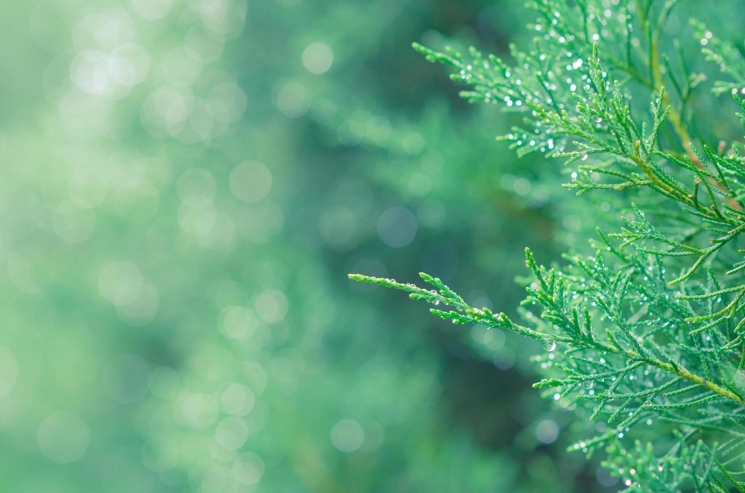 färska gröna blad av savin enbär med vattendroppe på bladen och bokeh ljus. foto